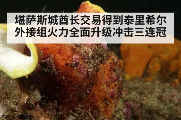 堪萨斯城酋长交易得到泰里希尔外接组火力全面升级冲击三连冠